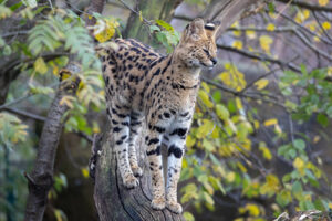 Serval