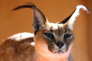 The caracal - 7-less known of Tanzania