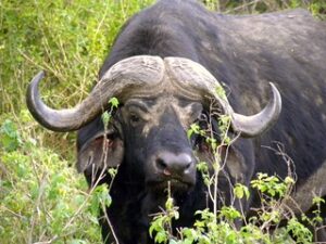Buffalo - Exceptional Tanzania safari
