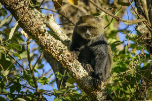 blue monkey at Arusha national park
