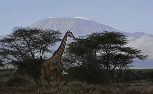 Giraffe - Tanzania safari