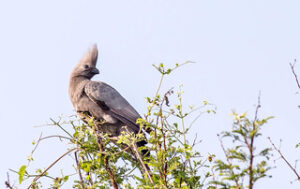 Grey-go-away-birds at Kruger in S. Africa