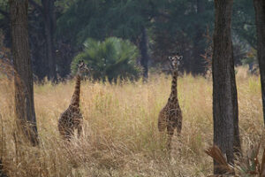 Masai giraffe at Katavi National Park