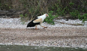 palm-nut vulture at Gombe National Park
