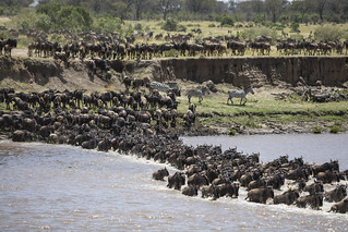 grumeti crossing The migratory wildebeest in serengeti