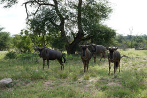 wildebeest in Ndutu