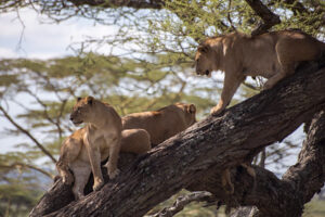 tree climbing lion in Ishasha sector