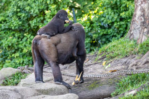 Gorillas at volcanoes national park