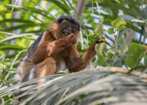 Olive Colobus monkeys