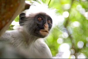 Zanzibar red colobus monkeys