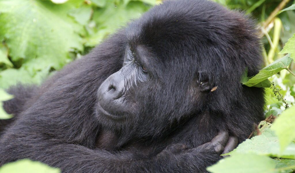 Gorillas at Bwindi