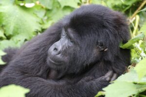 Gorillas at Bwindi