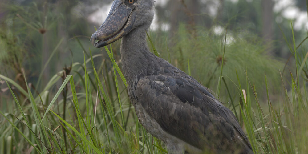 shoebill at Mabamba