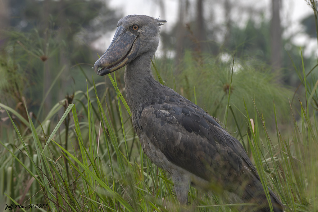 shoebill at Mabamba