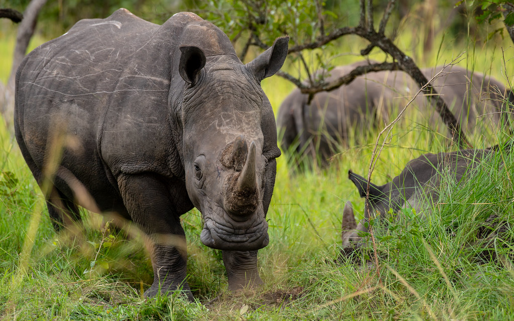rhinos at Zziwa rhino sanctuary