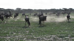 wildebeest in serengeti