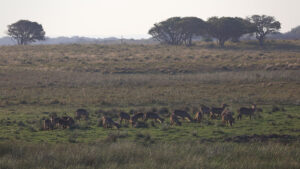 antelopes in S. Sudan
