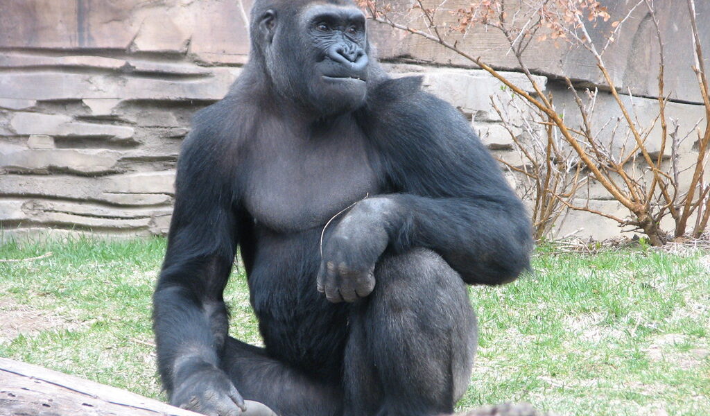 silverback at Bwindi