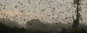 Bat migration at Kasanka national park