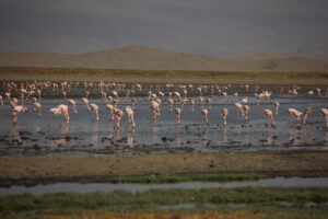 flsmingos at Lake Natron