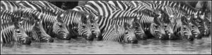 zebra migration around salt pan Botswana