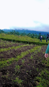 golden monkey trekking experience