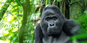 1 Day Gorilla trekking from Kisoro to Volcanoes