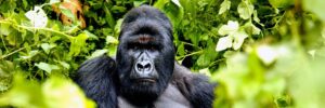1 Day gorilla trekking at Mgahinga from Kigali