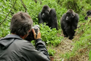 1 Day gorilla trekking at Mgahinga from Kigali