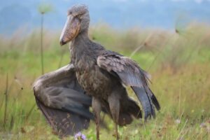 1 day Mabamba shoebill vacation-Uganda birding safari