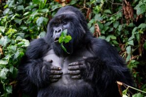 1 day gorilla habituation experience from Kigali-Rwanda