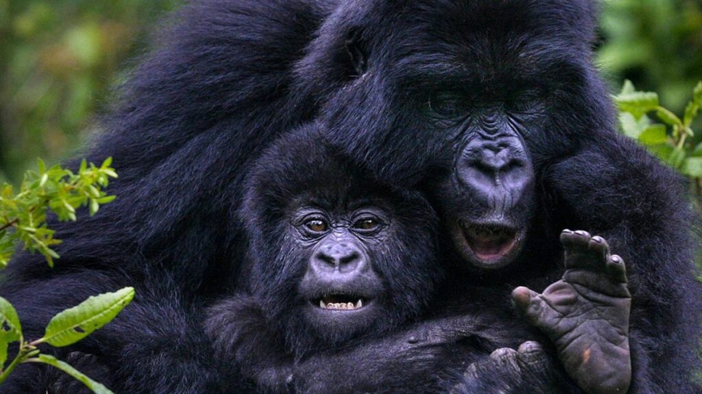 10 DAYS GORILLA & CULTURAL: UGANDA, RWANDA & BURUNDI