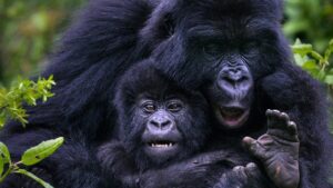 10 DAYS GORILLA & CULTURAL: UGANDA, RWANDA & BURUNDI