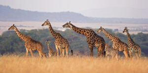  10-Day Luxury Kenya and Tanzania Safari (Bespoke Tours)