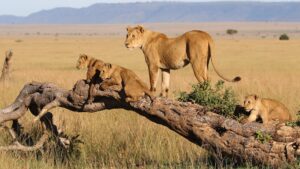 10 Days Tanzania Wildebeest Migration And Rwanda Gorilla Safari