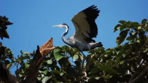 10 Days Uganda Birding Safari