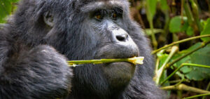 10 Days Uganda Gorilla & Wildlife Tour