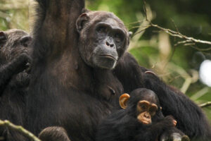10 Days Uganda Rwanda Tour
