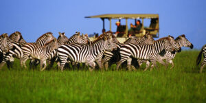 10 Days best of Tanzania & Rwanda: Wildlife, gorillas & culture