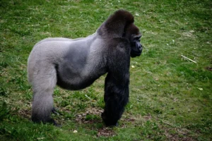 10 days Kilimanjaro & Gorilla