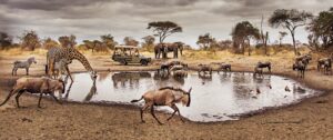 10-key facts about Serengeti