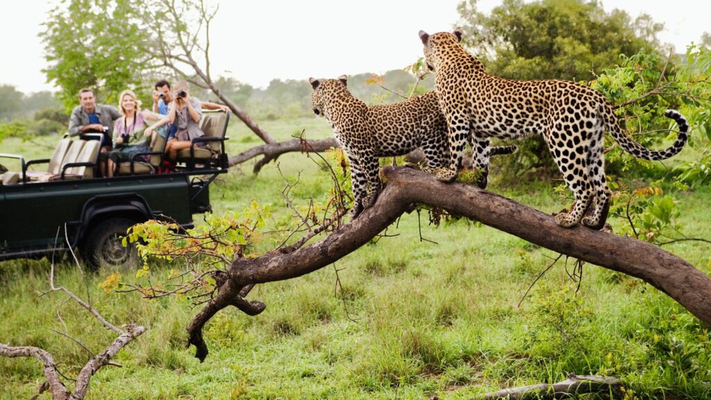 10 things to do on an African safari