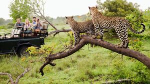 10 things to do on an African safari