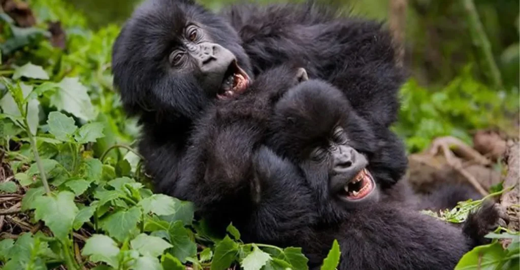 100% 1-day Rwanda and Uganda Gorilla trekking itineraries
