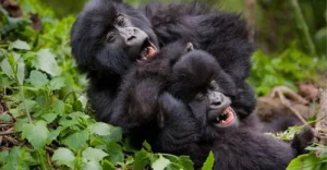 100% 1-day Rwanda and Uganda Gorilla trekking itineraries