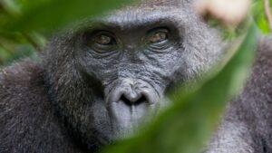 100 men vs gorilla: The silverback of Uganda and Rwanda