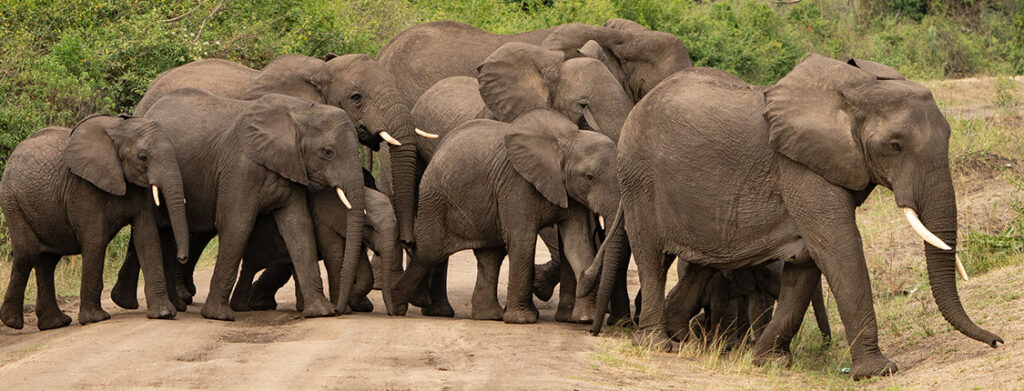 11 Days Burundi Rwanda Safari