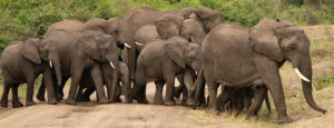 11 Days Burundi Rwanda Safari