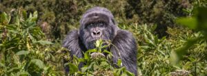 11-day low-cost trip in Uganda-Tanzania: gorillas-wildebeest