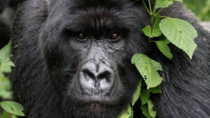 11 days gorillas and Rwenzori expeditions to Margarita peak